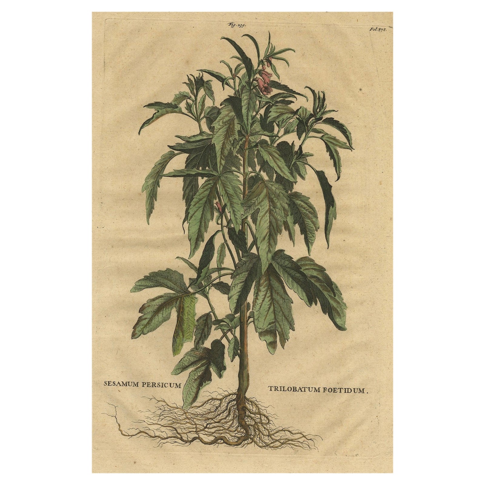 Botanical Illustration of Sesame Plant (Sesamum indicum), Munting’s 1696 Herbal