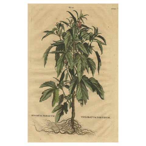 Botanical Illustration of Sesame Plant (Sesamum indicum), Munting’s 1696 Herbal