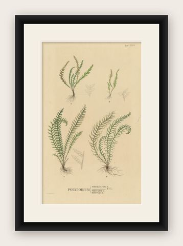 Rare Majestically Handcolored Lithograph of Ferns of Java 'Polypodium', 1829, shown framed