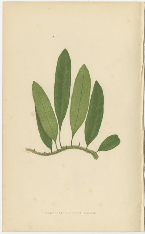 Antique Botanical Fern Prints, Polypodium Studies Decorative Set Lowe 1856, view 9