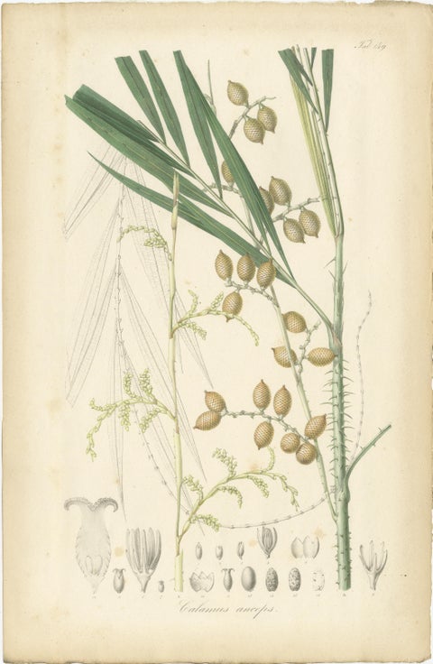 An Original Antique Palm Illustration of the Calamus Melanoloma, 1847, view 2