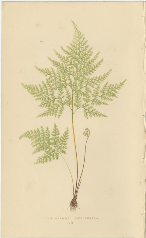 Antique Victorian Fern Botanical Prints, Gymnogramma Plates Wall Art 1856, view 9