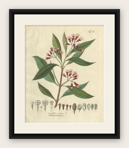 Antique Clove Botanical Print, Caryophyllus Aromaticus, Hand Colored, c.1831, shown framed