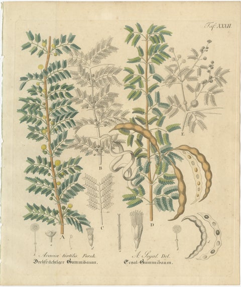 Antique Gum Arabic Botanical Print, Acacia Tortilis & Acacia Seyal, c.1831, view 2