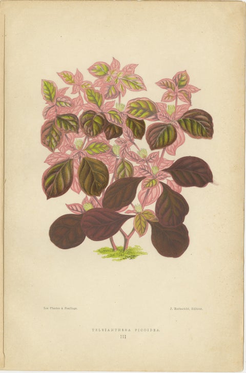 Vibrant Botanicals: A Study of Leaf Patterns and Colors, Published in 1880, view 5