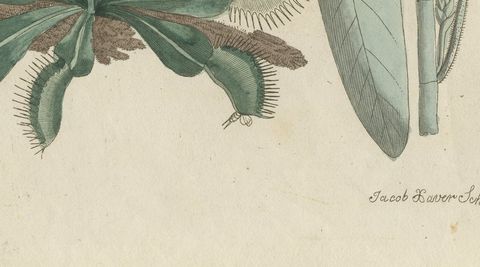 Venus Flytrap Carnivorous Plant, Antique Bertuch Print, circa 1805, close-up 2
