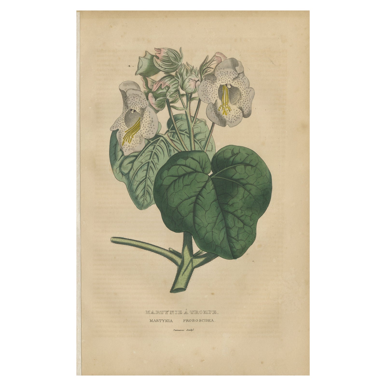 Martynia Proboscidea (Unicorn Plant), Hand-Colored Botanical Engraving, ca.1825