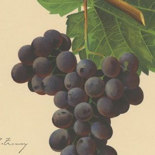Set of three Antique Prints of Red Grape Varieties, close-up 1