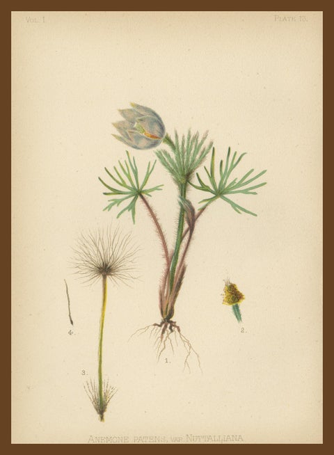 Native US Flora, Three Original Botanical Chromolithograps, 1879, view 8