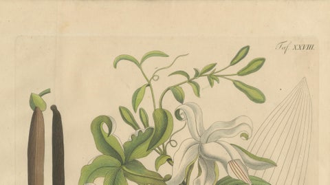Antique Vanilla Botanical Print, Vanilla Aromatica, Hand Colored, c.1831, close-up 1