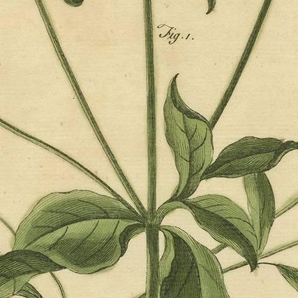 Antique Flower Print 'Amaranthoides' , 1755, close-up 2