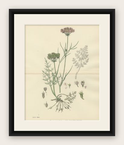 Antique English Botanical Print, Callous-Fruited Water-Dropwort c.1902, shown framed