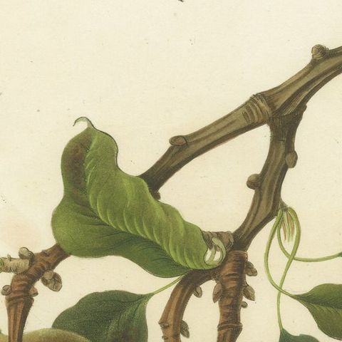 Antique Fruit Print of the Elton Pear, close-up 1