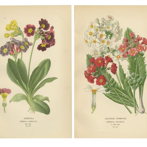 1897 Antique Botanical Prints, Polyanthus, Auricula and Primroses, close-up 1