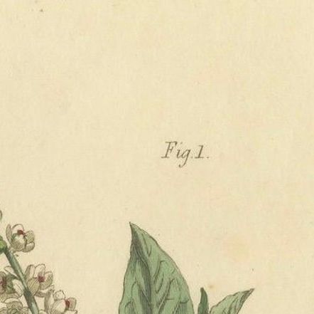 Antique Botanical Engraving of Pokeweed (Phytolacca), 1803 Floral Print, close-up 4