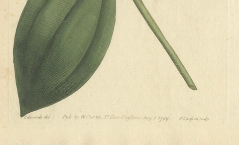 Elegant Pink Quill in Full Bloom: An 18th Century Botanical Ilustration, close-up 1