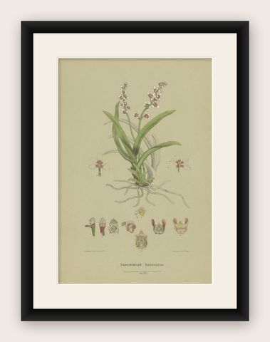 Antique Botany Print of the Large Boulder Orchid, '1884', shown framed