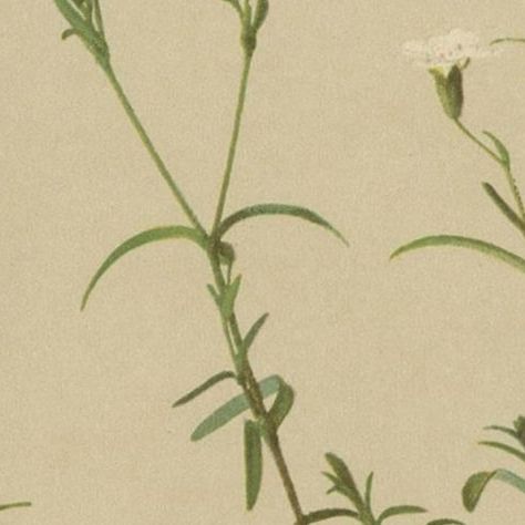 Antique Botany Print of The Heliosperma Plant by Palla, 1897, close-up 2