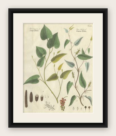Antique Long & Cubeb Pepper Botanical Print, Piper Species, c.1831, shown framed