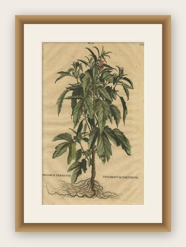 Botanical Illustration of Sesame Plant (Sesamum indicum), Munting’s 1696 Herbal, shown framed