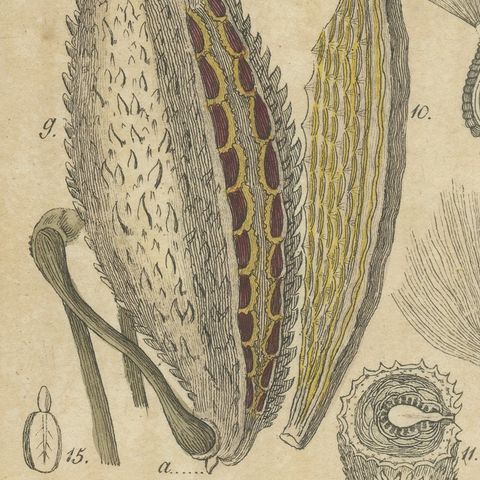 Common Milkweed with Seed Pods and Details, Antique Bertuch Print, circa 1818, close-up 3