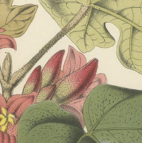 Botanical Illustration of Little Kurrajong: Brachychiton Bidwillii, c.1855, close-up 5