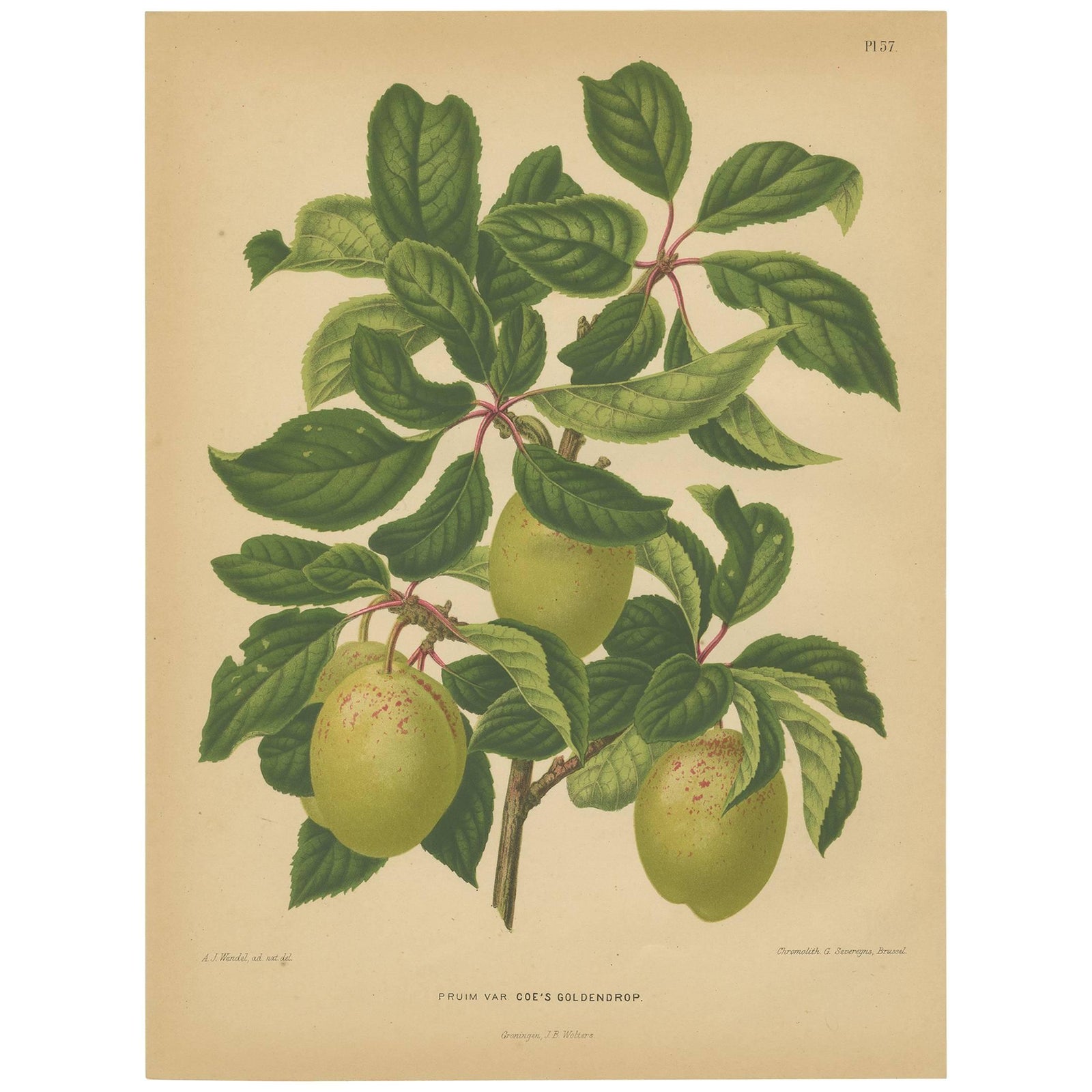Antique Print of the Goldendrop Plum by G. Severeyns, 1876