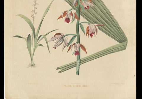 Large Masterpiece of Botanical Illustration from the Dutch East Indies, 1854, close-up 2