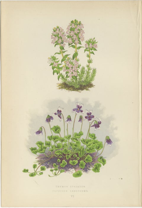Striped Thyme and Kidneywort Violet, Hand-Coloured Botanical Print, 1874, view 2
