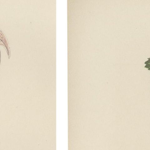 Alpine Botanical Lithograph Pair of Arctic Bramble and Spring Gentian, 1874, close-up 3