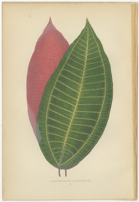 Set of 8 Botany Prints, Begonia Rex, Cissus Discolor '1891', view 2