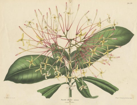 Antique Botany Print of the Ixora Hookeri Plant by Oudemans, circa 1865, view 3