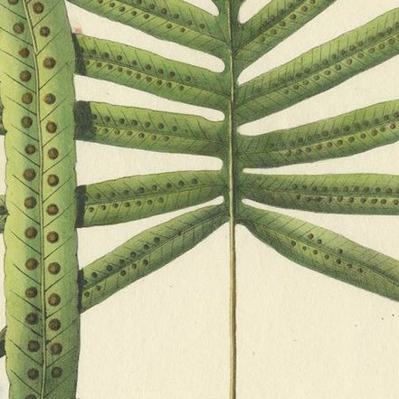 Beautiful, Hand-Crafted Lithograph of Ferns of Indonesia (Polypodium), 1829, close-up 2