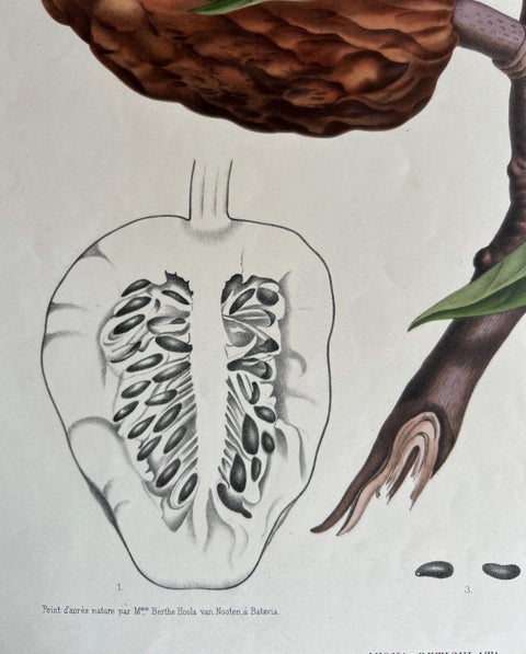 Annona Reticulata, Custard Apple Botanical Lithograph c.1864, view 8
