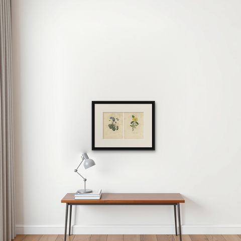 Set of 2 Antique Botanical Prints of Hibbertia Scandens and Sinningia Speciosa, shown framed on a wall, true to size