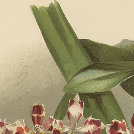 Large Antique Botanical Print, Orchid Odontoglossum Hybridum Leroyanum, c.1888, close-up 4