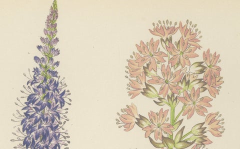 Spiked Speedwell and Alpine Catchfly hand-coloured botanical print 1874, close-up 4