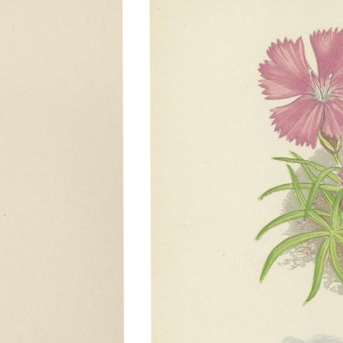 Alpine Botanical Lithograph Pair of Glacier Pink and Snow Primrose, 1874, close-up 3