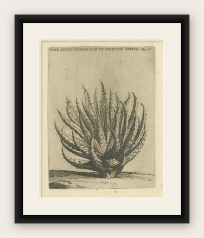 Aloe Afric Humilis Botanical Engraving from Caspar Commelin’s Work, 1706, shown framed