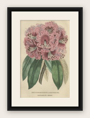 Tree Rhododendron: An Original Hand-Colored Engraving from 1845, shown framed