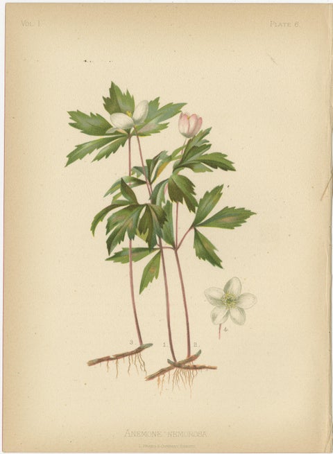 Native US Flora, Six Original Botanical Chromolithograps, 1879, view 7
