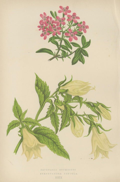 Alpine Botanical Print of Rock Soapwort and Nodding Bellflower, 1874, close-up 5