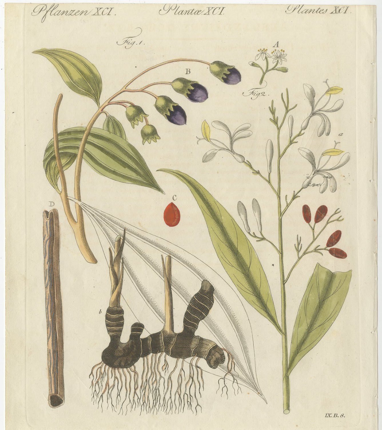 Cassia Cinnamon and Galangal Spices, Antique Bertuch Print, circa 1805