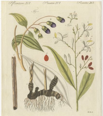 Cassia Cinnamon and Galangal Spices, Antique Bertuch Print, circa 1805