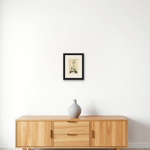 Antique Botany Print of Plectranthus Barbatus by Curtis, 1807, shown framed on a wall, true to size