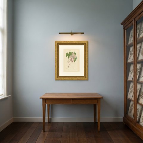 Epimedium Violaceum Grandiflorum, Barrenwort Chromolithograph, 1859, shown framed in a room, true to size