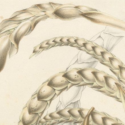 Large Original Antique Botanical Illustration of the Plectocomia Elongata, c1860, close-up 6