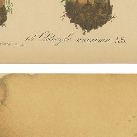Set of 2 Antique Mycology Prints of Various Fungi by Barla, circa 1890, close-up 2