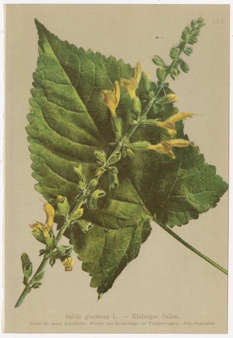 Set of 8 Antique Alpine Botanical Chromolithographs, Atlas der Alpenflora 1897, view 3