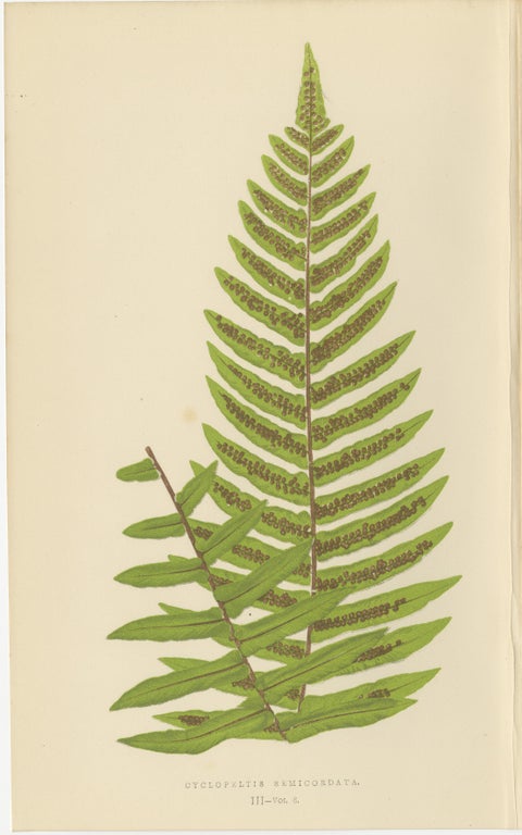 Antique Hand-Colored Fern Prints, Onoclea, Fadyenia, Cyclopeltis, 19th Century, view 4